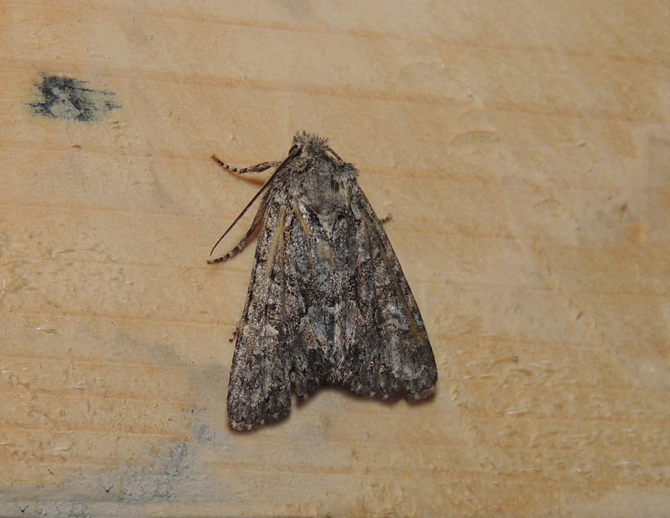 Noctuidae: Acronicta rumicis?   No, cfr.  Dryobotes eremita